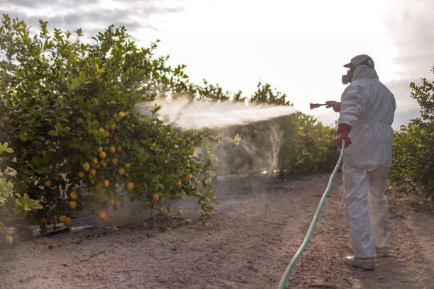 Best Affordable Pest Control Services  in Richgrove, CA