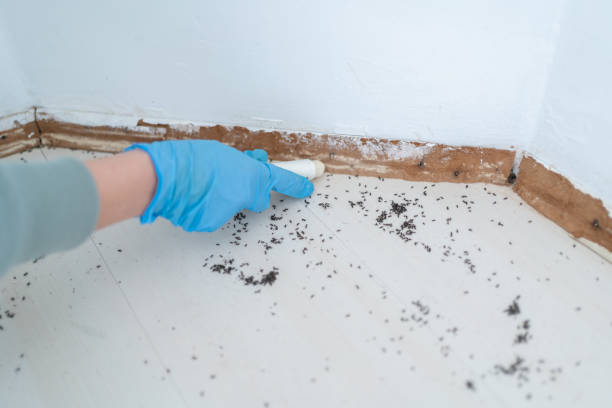 Best Affordable Pest Control Services  in Richgrove, CA
